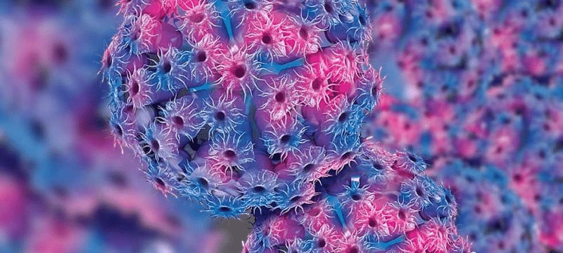 Citomegalovirus Fetal